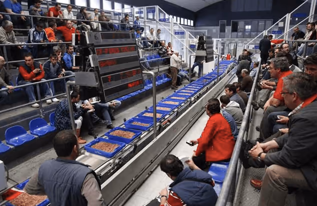 Isla Cristina fish market (lonja)