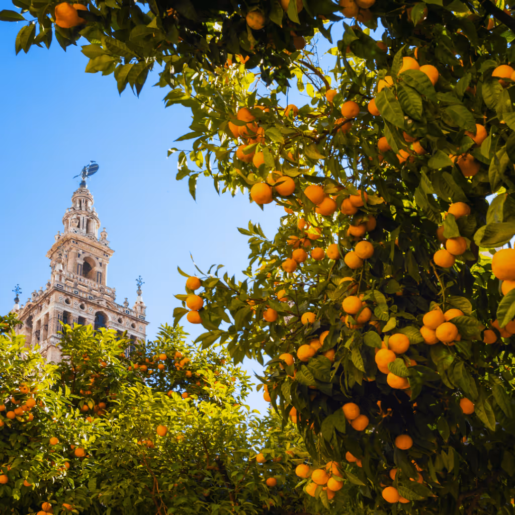 Seville's famous oranges
