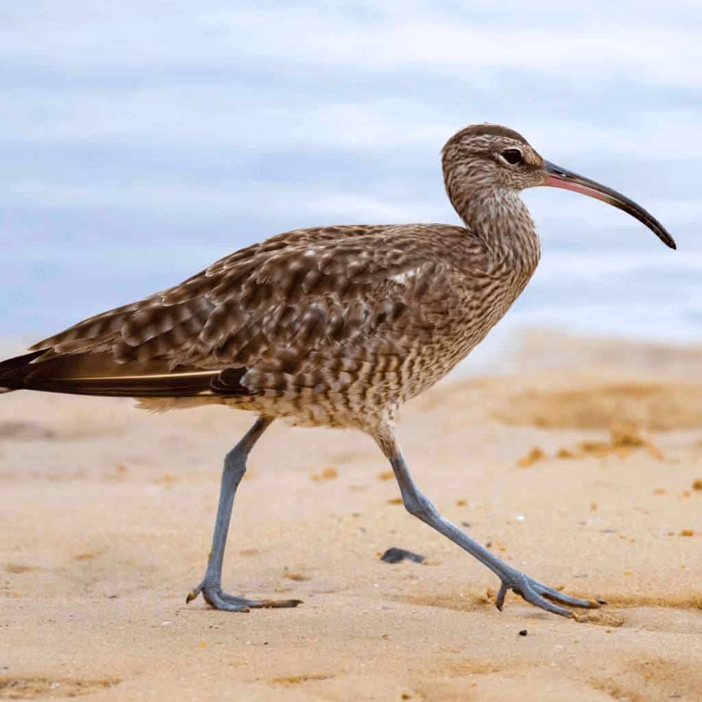 Curlews, migratory birds in southern Spain