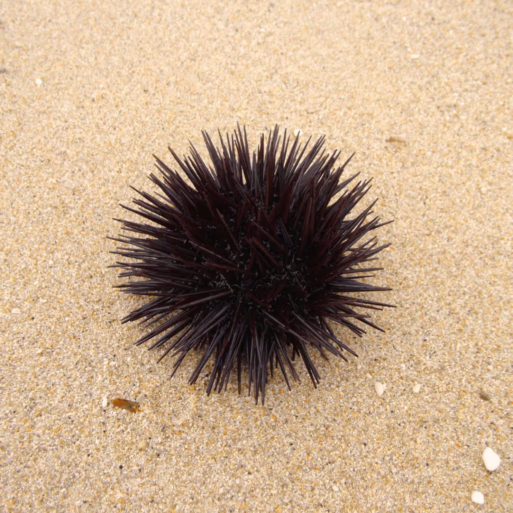 Sea urchin, a Jávea speciality